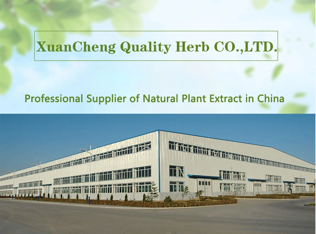 Wholesale Price Customized Platycodon Grandiflorum Extract 5: 1